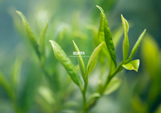 Von Tencha zu Matcha